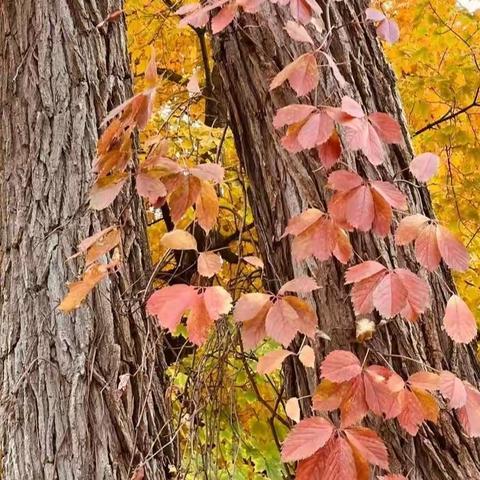 翻唱歌曲：《你永远不懂我》