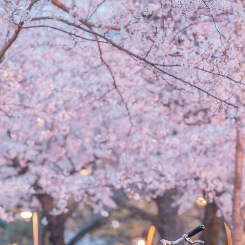 花  伴 叶                                                                  蘧孔学校四二班