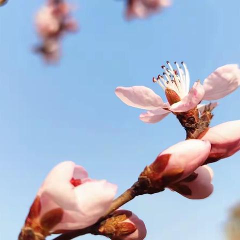 加强学生安全，居家健康防疫！  ——北票市中心幼儿园   小班