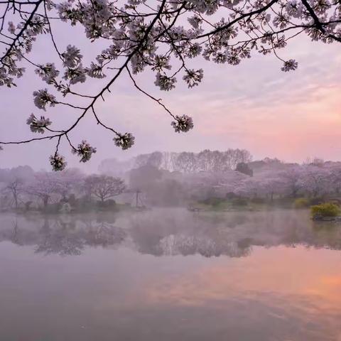 并蒂花儿开   抗疫迎春来