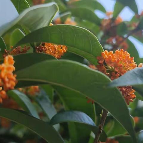 晚秋星辰