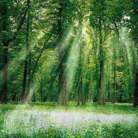 机场小学四年二班第二小组诗歌集——植物篇