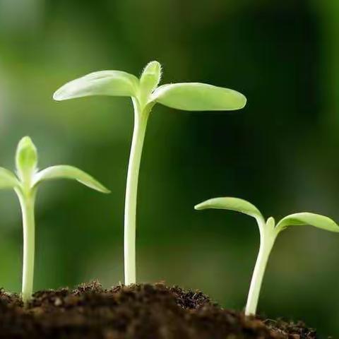 机场小学四年级二班第二小组诗歌集——春日篇