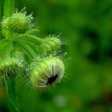 机场小学四年二班第二小组诗歌集——春雨篇