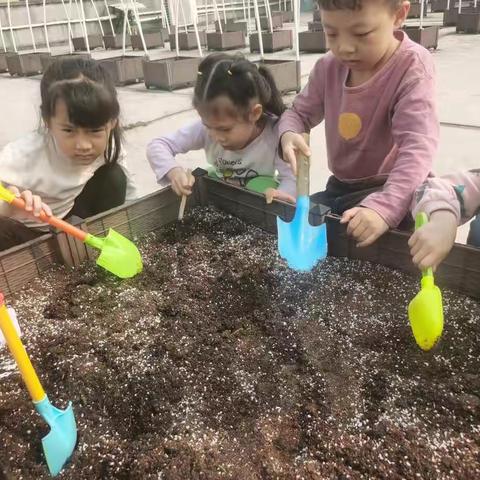 新阳光幼儿园天赋力2班3.12植树节活动