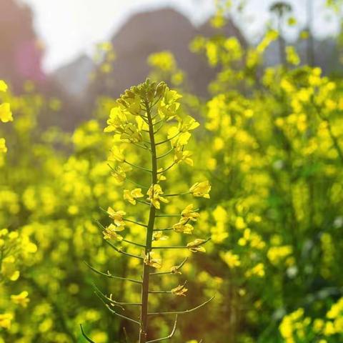 不负春日🌱美好奔你而来🌟——记乐学中队春日快乐二三事💙