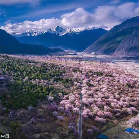 一起去西藏林芝看十里桃花