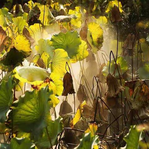 寒水映残荷，深秋品静美