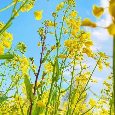 花满校园，香满教研——迁安市五重安镇旭阳小学数学教研组1-3周纪实总结