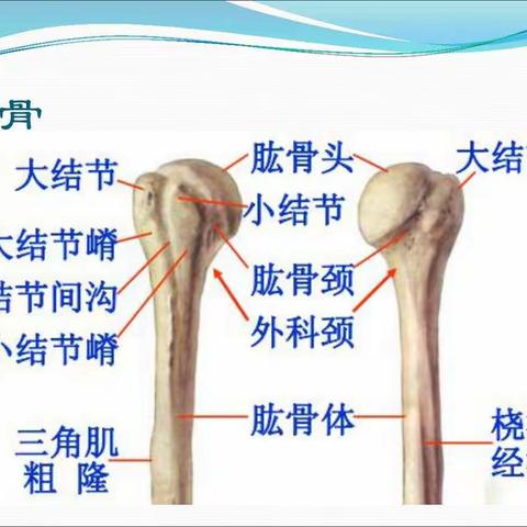 为群众办实事（六）：闭合复位髓内钉内固定微创治疗肱骨近端骨折