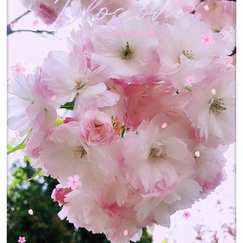 🌸🌸🌸五小樱花节🌸🌸🌸