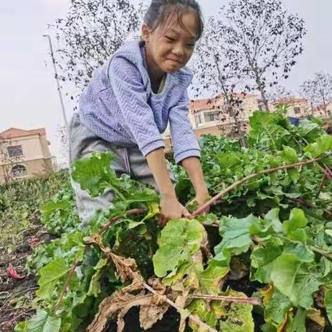 秋收忙，秋收乐——二九一农场小学三中队秋收社会实践活动