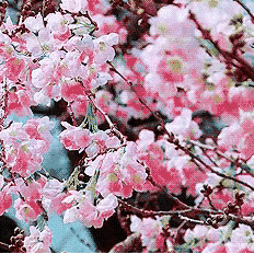 春暖花开