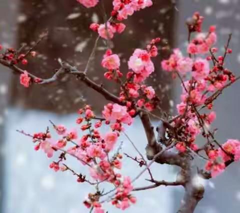 中国十大名花
