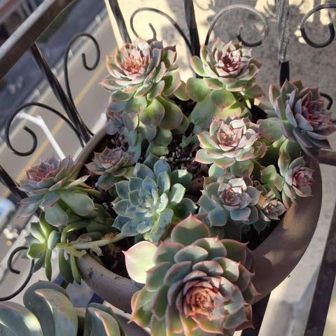 白羽宸的暑期科学记录