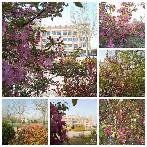 【杨柳雪镇怀周学校】疫渐远   花已开  磨课教研在云端