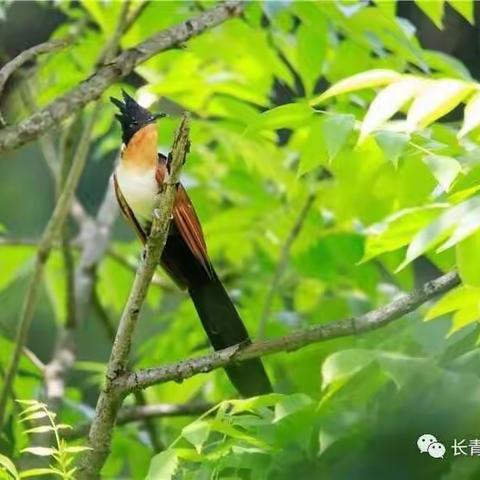 燕河营镇小学奥尔夫音乐声势节奏《布谷鸟》——第二周音乐主题活动。