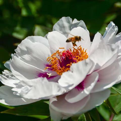 许慎文化园的牡丹