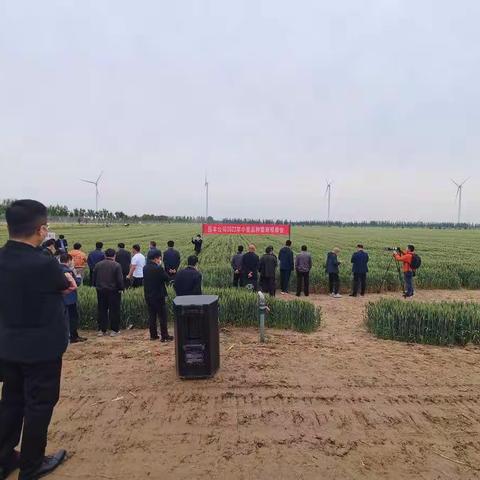 东明县召开2022年小麦品种研发繁育观摩会