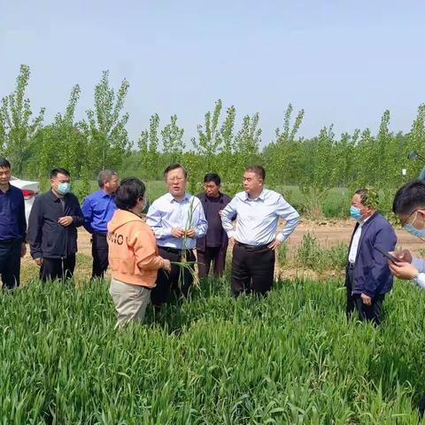 东明县政府县长赵海林同志现场调度小麦条锈病防控工作