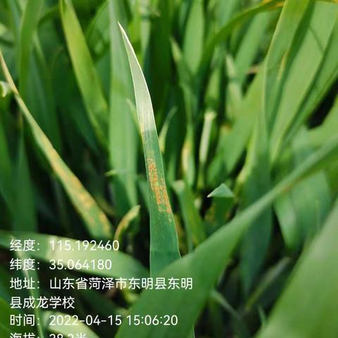 菏泽市农业农村局局长吴振到我县督导小麦条锈病防治工作