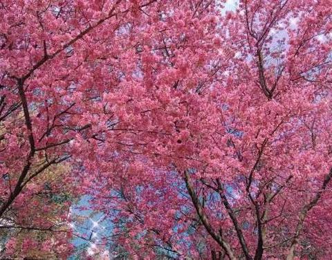 樱花