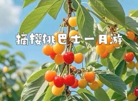 悉尼小红帽协会 摘樱桃巴士一日游 ‍Cherry Picking