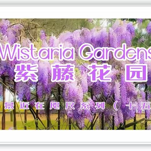 位于Parramatta Park内的 紫藤花园