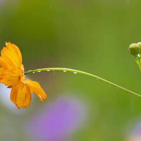 湘湖花海