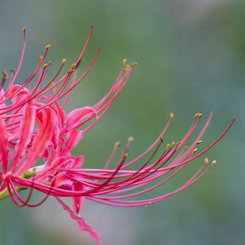 神秘的彼岸花