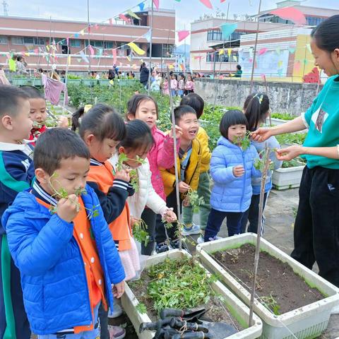 ☀️树苗幼儿园中二班“种植小分队”出发咯