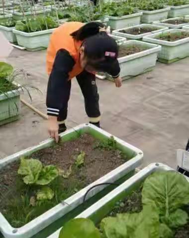 🌱树苗大一班“种植的快乐”之一份耕耘，一份收获