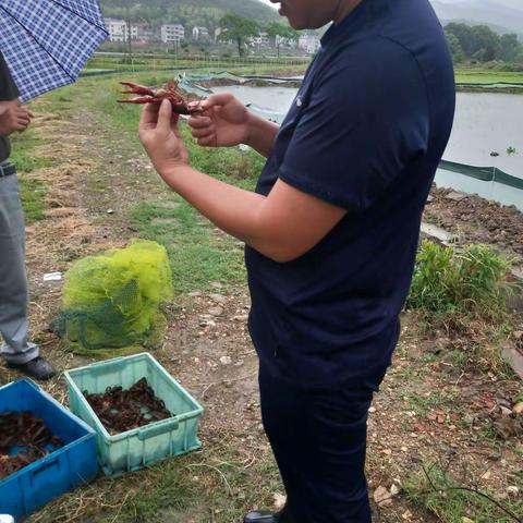 小龙虾大“钳景”   托起脱贫致富大梦想