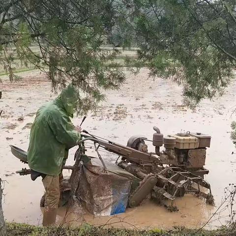 漆工镇党员群众不负春光 早稻田里忙春耕 忙播种