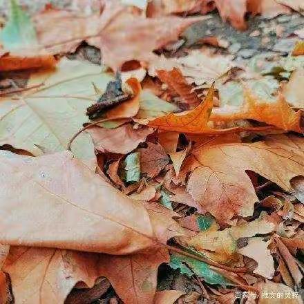 留住秋天 留住美丽