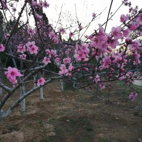 再游桃花山