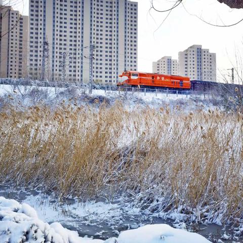 《雪舞時刻》～遼南名城大連濕地公園飄雪紀實（手機拍摄）