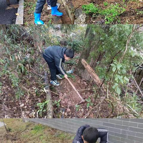 植树活动