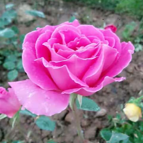 在下班的路上，看到美丽的花朵……