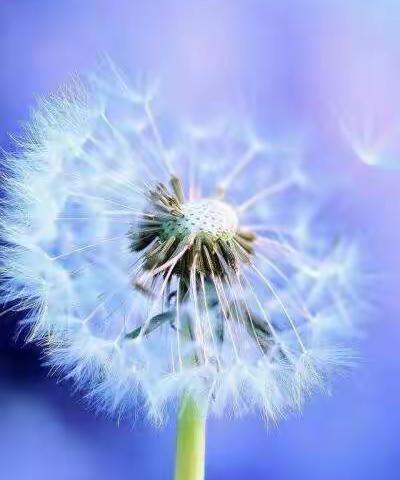 艺术领域：🎨美术创意画《美丽的蒲公英》