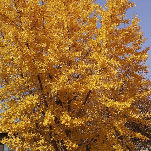 卓远YC优秀作文集锦