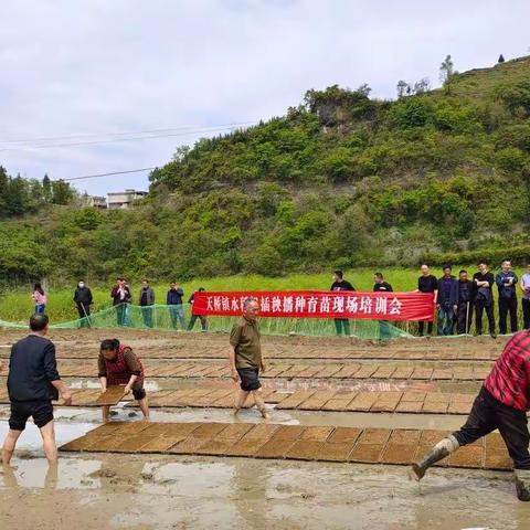 天桥镇组织召开水稻插秧播种育苗现场培训会