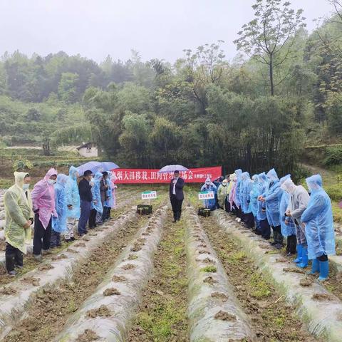 风雨不误农时———天桥镇组织召开烤烟移栽工作会