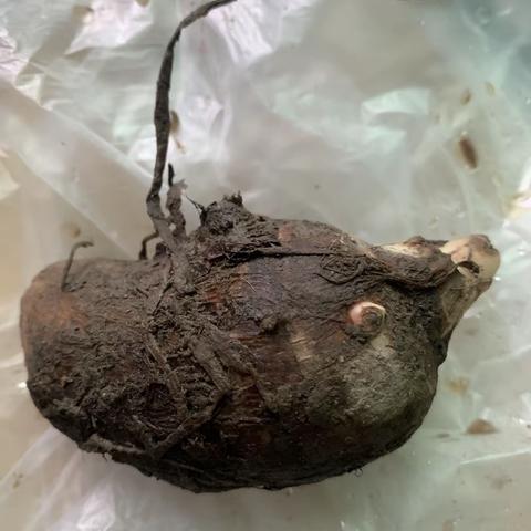 有趣的水培——毛芋艿发芽观察日记                               海曙中心小学103班 付佳阳