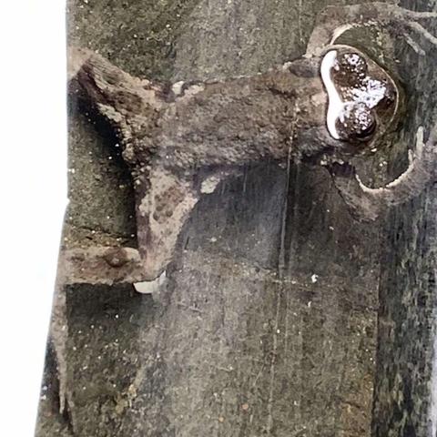 小蝌蚪变形记——蝌蚪生长观察日记