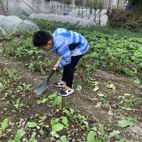 有趣的田野——蚯蚓观察日记