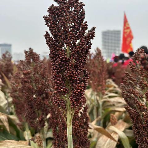 参观杂粮基地