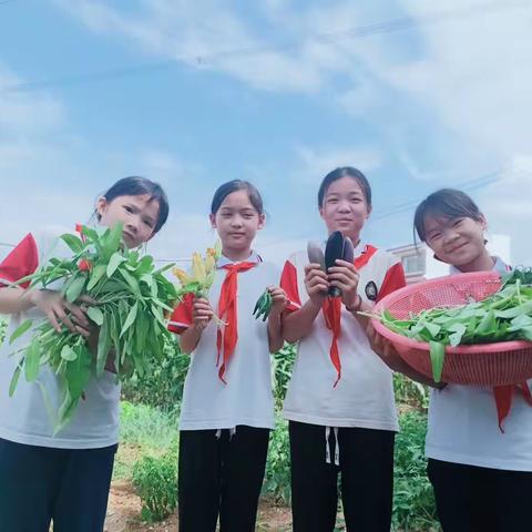 体验劳动之快乐 喜迎丰收之硕果——平桂区羊头镇老柱完小劳动实践活动