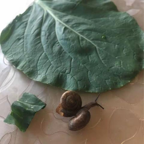 我的一对蜗牛“夫妻”