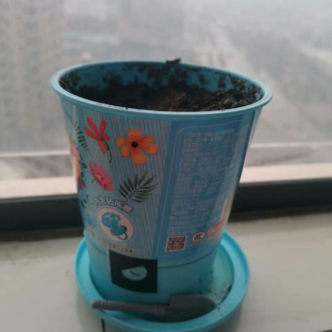 我种的植物